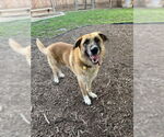 Small #1 German Shepherd Dog Mix
