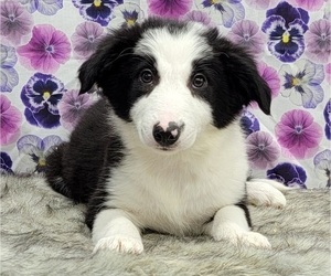 Border Collie Puppy for Sale in BLAKESBURG, Iowa USA