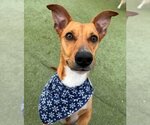 Small #2 Carolina Dog Mix