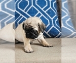 Small #3 Pug