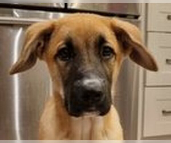 Medium Photo #4 Shepradors Puppy For Sale in Fremont, CA, USA