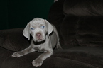 Small Photo #12 Neapolitan Mastiff-Weimaraner Mix Puppy For Sale in ROME, GA, USA