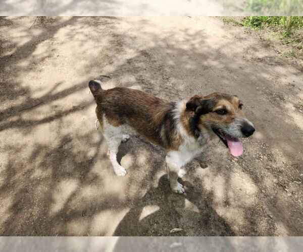 Medium Photo #4 Red Heeler-Unknown Mix Puppy For Sale in Harrison, AR, USA