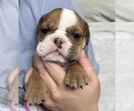 Puppy Beth English Bulldog