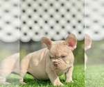 Small #1 French Bulldog