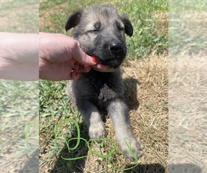 German Shepherd Dog Puppy for sale in JOPLIN, MO, USA