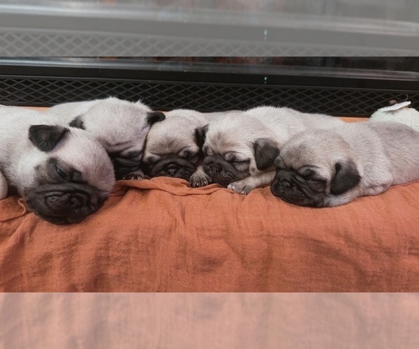 Medium Photo #1 Pug Puppy For Sale in SAINT JOE, IN, USA