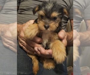 French Bulldog-Yorkshire Terrier Mix Puppy for sale in HUDDLESTON, VA, USA