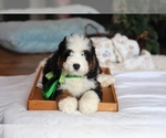 Small #9 Bernedoodle (Miniature)