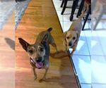 Small #1 Miniature Pinscher Mix