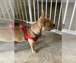 Small #5 French Bulldog Mix