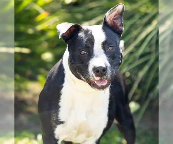 Medium Photo #1 Mutt Puppy For Sale in Camarillo, CA, USA
