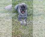 Small #11 Schnauzer (Giant)
