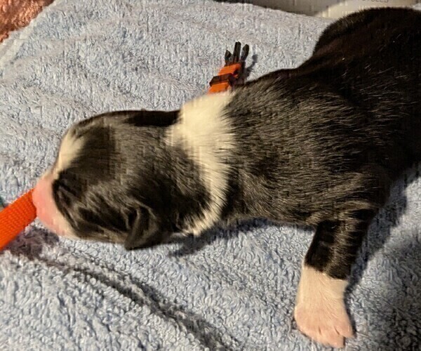Medium Photo #36 Australian Shepherd Puppy For Sale in SYLVA, NC, USA