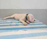 Small Photo #44 Dogo Argentino Puppy For Sale in BROOMALL, PA, USA