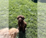 Small Photo #14 Poodle (Standard) Puppy For Sale in GARDNERVILLE, NV, USA