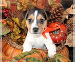Small Photo #2 Jack Russell Terrier Puppy For Sale in ANTLERS, OK, USA