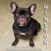 Small Photo #1 French Bulldog Puppy For Sale in CHANDLER, AZ, USA