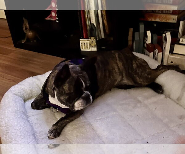 Medium Photo #3 French Bulldog Puppy For Sale in Boca Raton, FL, USA