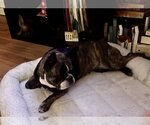 Small #2 French Bulldog