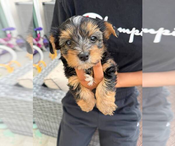 Medium Photo #1 Yorkshire Terrier Puppy For Sale in SAN DIEGO, CA, USA