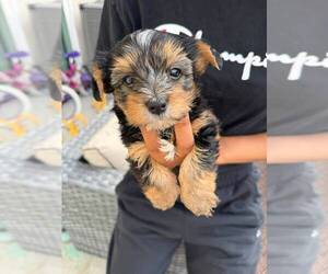 Yorkshire Terrier Puppy for sale in SAN DIEGO, CA, USA