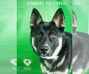 German Shepherd Dog Dogs for adoption in Stockton, CA, USA