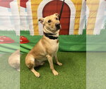 Small #2 Labrador Retriever Mix