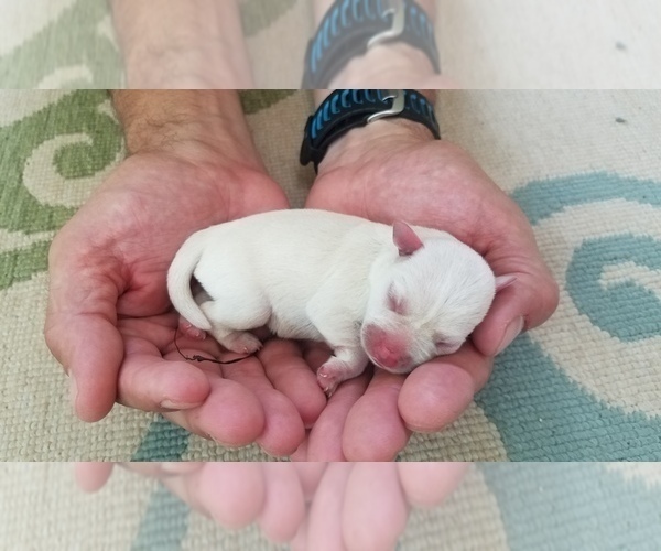 Medium Photo #12 Schnauzer (Miniature) Puppy For Sale in LEESBURG, VA, USA