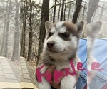 Small Photo #8 Siberian Husky Puppy For Sale in WILLIAMSBURG, VA, USA