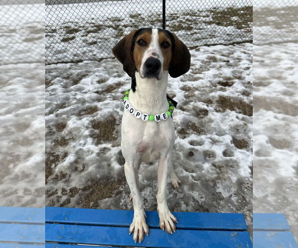 Medium Photo #10 Mutt Puppy For Sale in Evansville, IN, USA