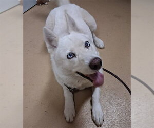 Siberian Husky Dogs for adoption in Chula Vista, CA, USA