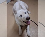ELSA - Female Siberian Husky Dog for Adoption - Small photo