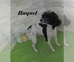Poodle (Toy) Puppy for sale in CHANUTE, KS, USA