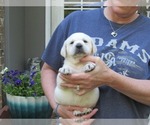 Small #4 Labrador Retriever