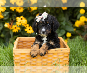 Bernedoodle Puppy for sale in TOPEKA, IN, USA