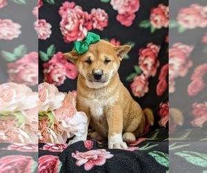 Shiba Inu Puppy for sale in OXFORD, PA, USA