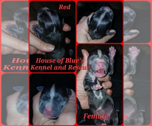 Medium Photo #1 American Pit Bull Terrier Puppy For Sale in DELAWARE, OH, USA