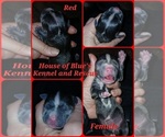 Red Female - Female American Pit Bull Terrier Puppy for Sale - Small photo