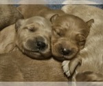 Small Photo #8 Golden Retriever Puppy For Sale in CUMMING, GA, USA