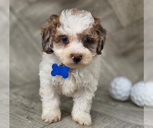 Poodle (Toy) Puppy for sale in INDIANAPOLIS, IN, USA