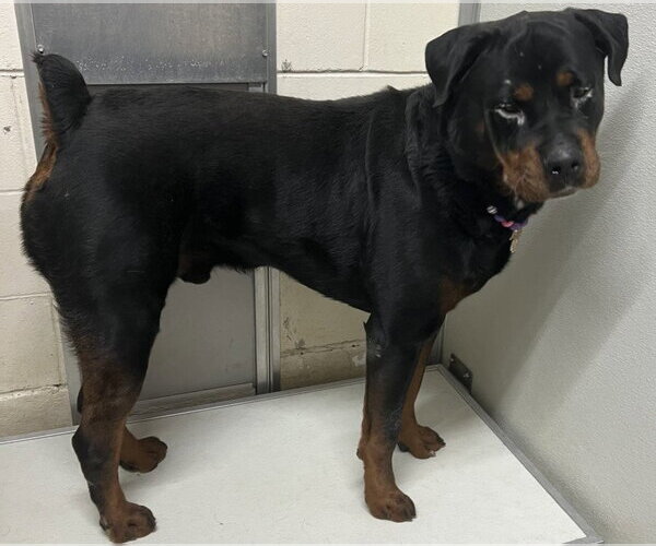 Medium Photo #1 Rottweiler Puppy For Sale in Mobile, AL, USA