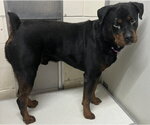 Small Rottweiler