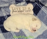 Small Photo #2 Maltese Puppy For Sale in ATHENS, AL, USA
