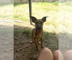 Bambi - Female Black Mouth Cur-Unknown Mix Dog for Adoption - Small photo