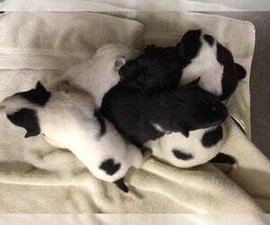 Mutt Dogs for adoption in Riverside, CA, USA