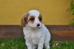 Small Photo #14 Cavapoo Puppy For Sale in PHOENIX, AZ, USA