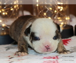 Small Photo #10 English Bulldog Puppy For Sale in WINNSBORO, TX, USA
