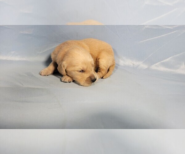 Medium Photo #21 Golden Retriever Puppy For Sale in FALCON, CO, USA