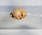 Small #10 Golden Retriever